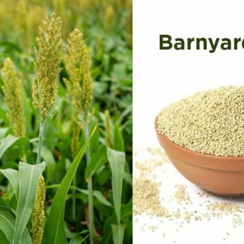 Arroz Samo (Moriyo) – Barnyard Millet Sem Glúten | 400g