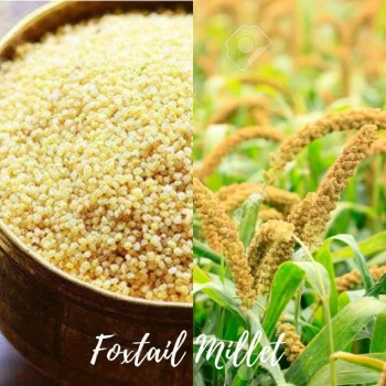 Foxtail millet (Setaria italica)